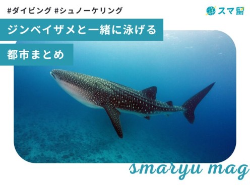 ジンベイザメと一緒に泳ぐ！世界の人気スポット【11選】沖縄、セブ、それとも…