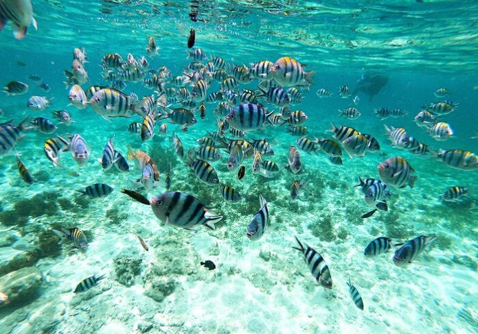 セブ島現地格安オプショナルツアーおすすめ【完全保存版】